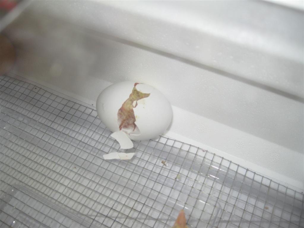 egg-2-4-22-09-baby-chicks